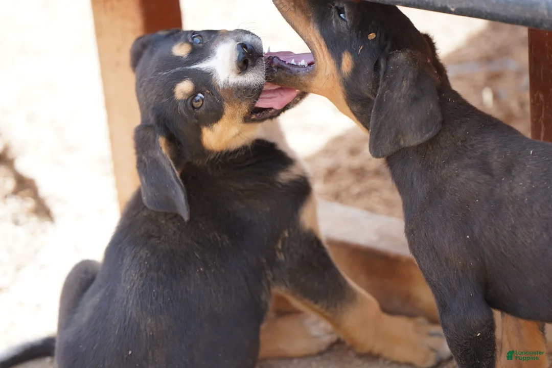 Mixed Breed dogs for sale: Bandogge Bart - Ad 2