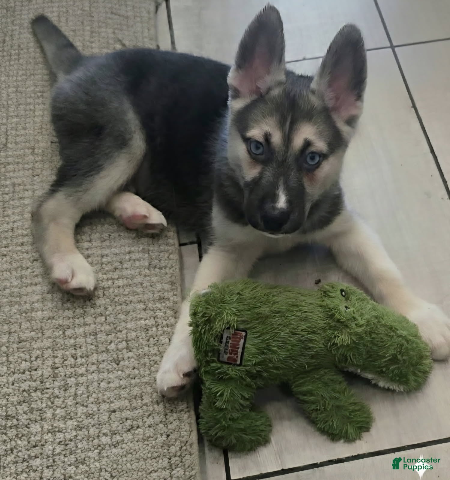 Gerberian Shepsky dogs Brutus - Ad 14