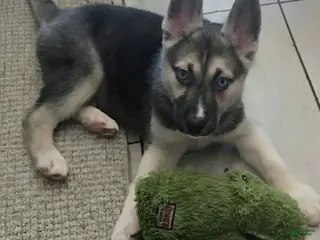 Gerberian Shepsky dogs Brutus - Ad 14