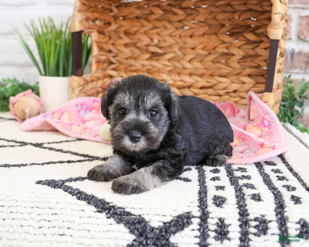 Miniature Schnauzer dogs for sale: Maram  - Ad 2