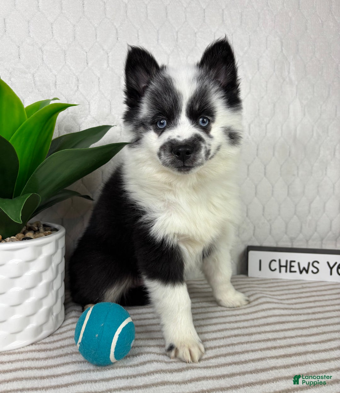 Pomsky dogs for sale: Panda - Ad 4