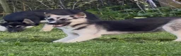 Gerberian Shepsky dogs for sale: Zina - Ad 3
