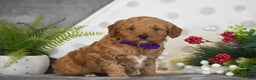 Mini Goldendoodle dogs for sale: Rachel - Ad 4