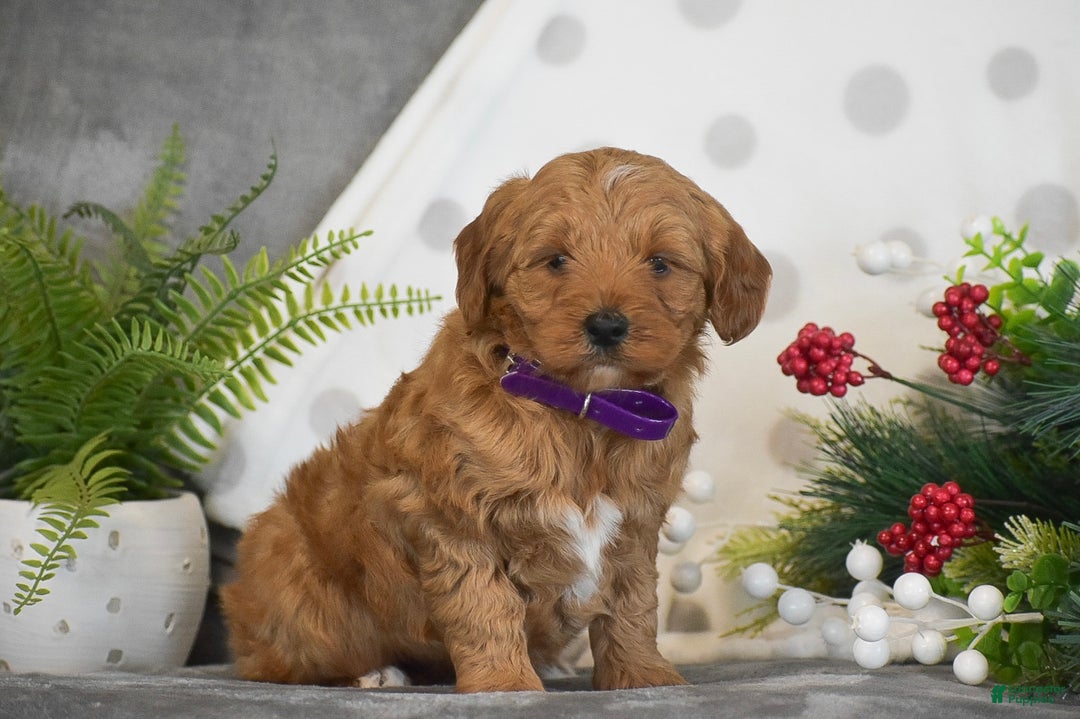 Mini Goldendoodle dogs for sale: Rachel - Ad 4