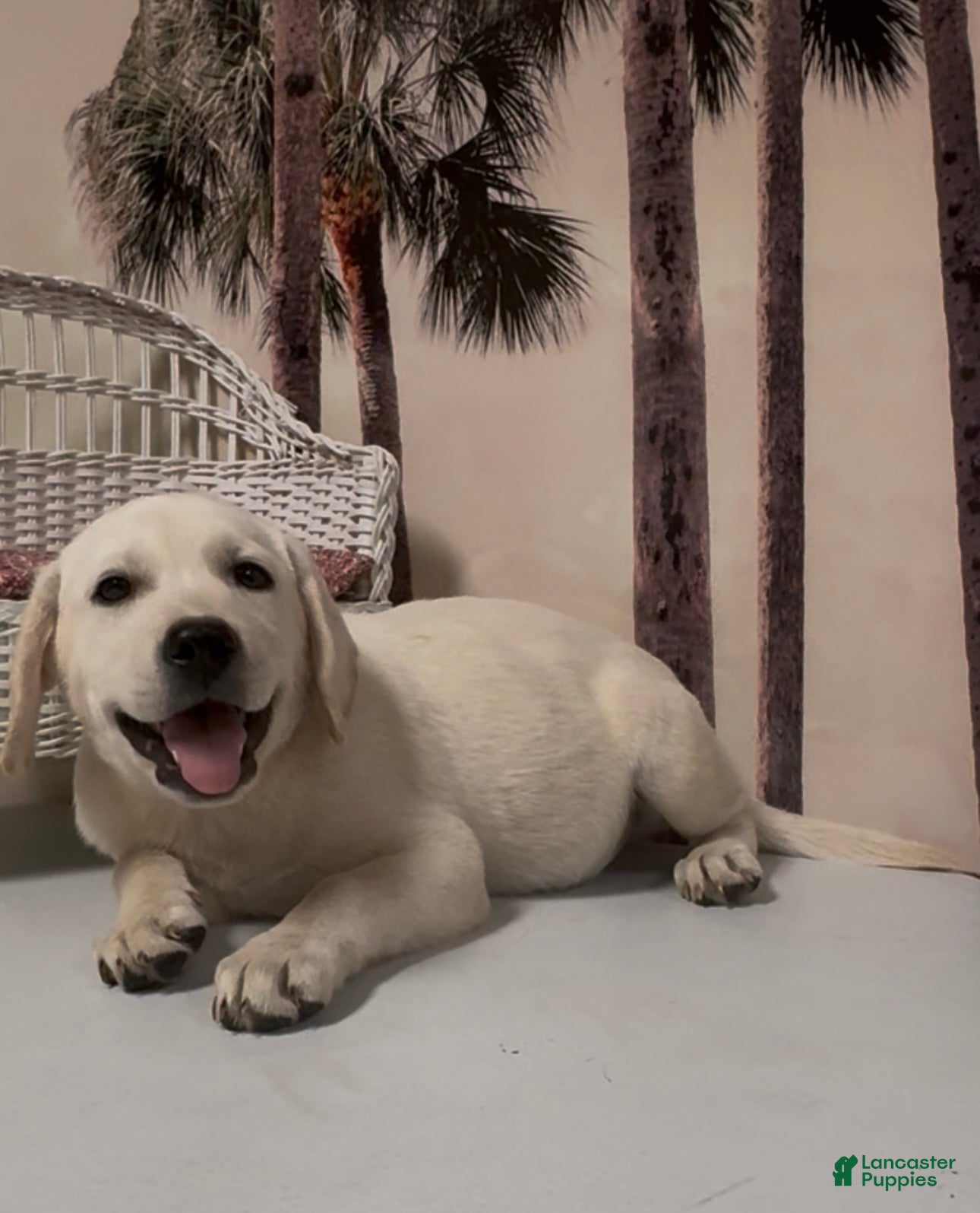 Labrador Retriever dogs for sale: Labrador Retriever Jackie - Ad 70
