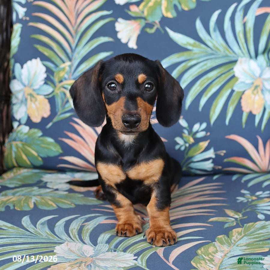 Miniature Dachshund dogs June - Ad 2