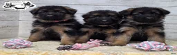 German Shepherd dogs for sale: Sweetie - Ad 6