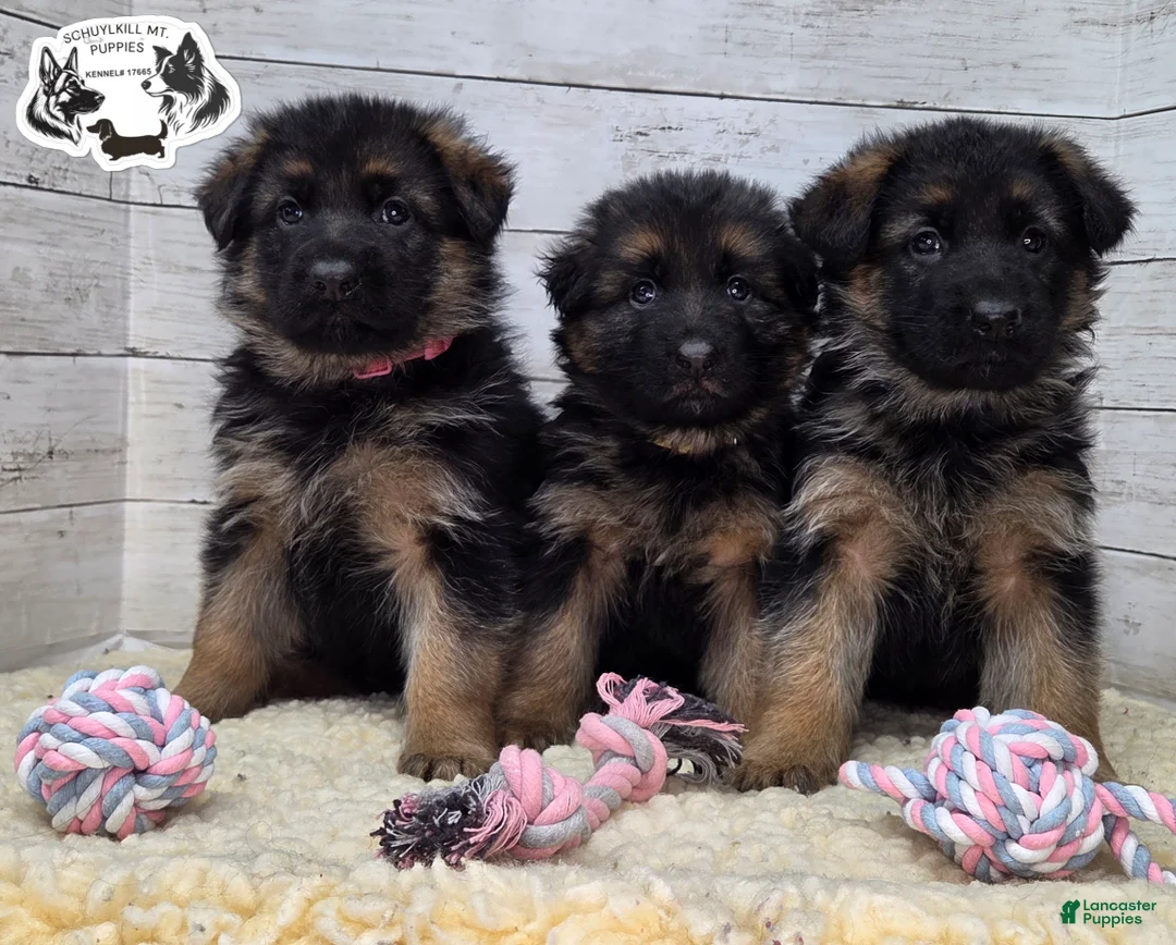 German Shepherd dogs for sale: Sweetie - Ad 6