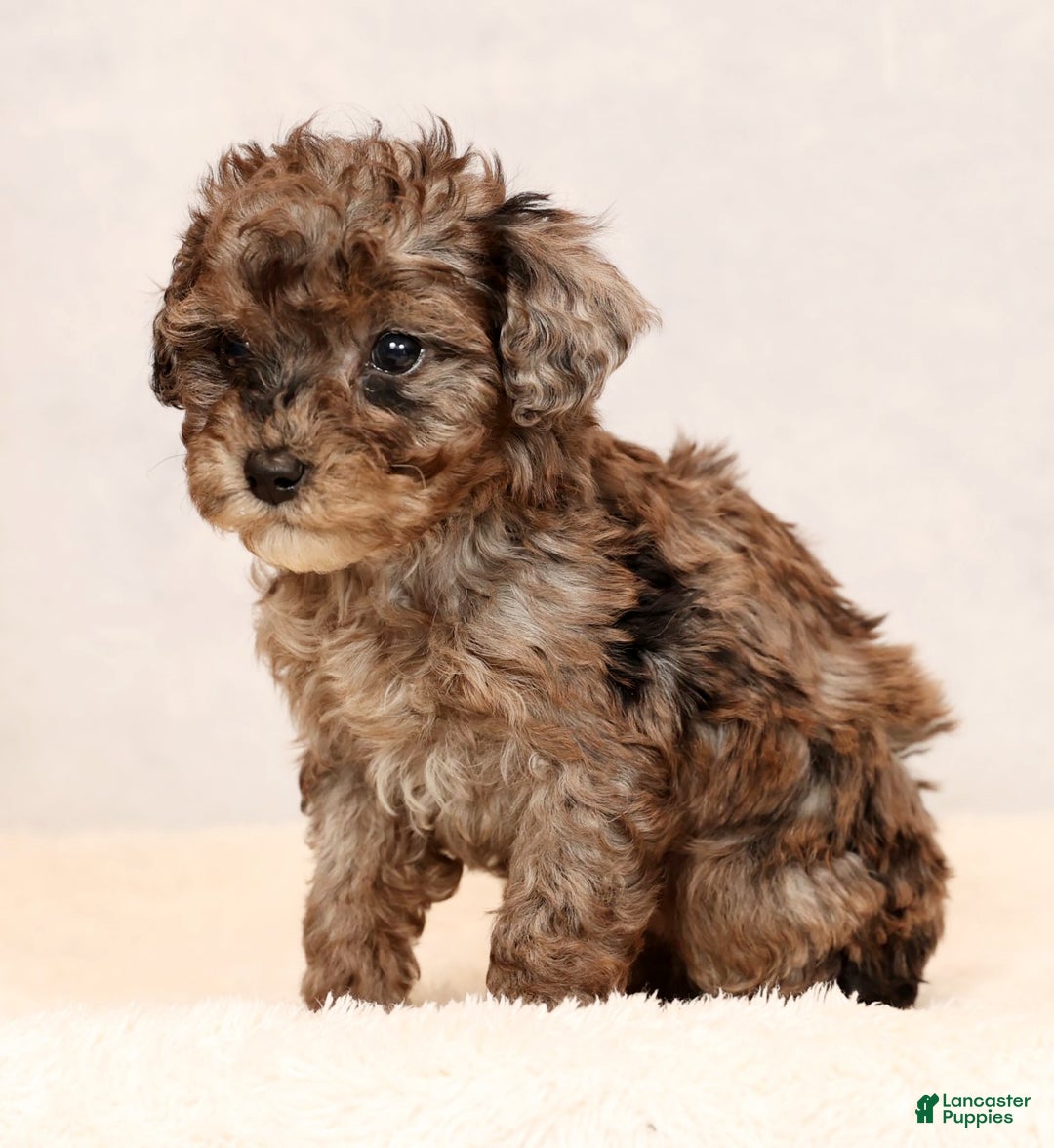 Miniature Poodle dogs for sale: Fulton - Ad 7