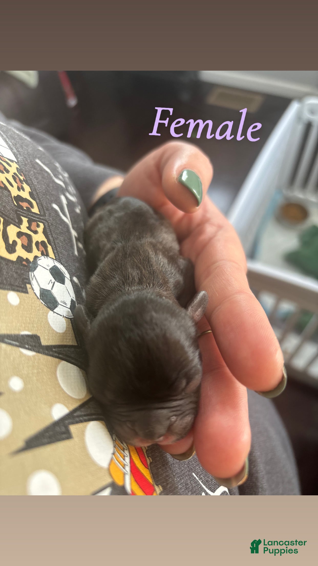 Mixed Breed dogs Mixed Breed Puppy 2 - Ad 33