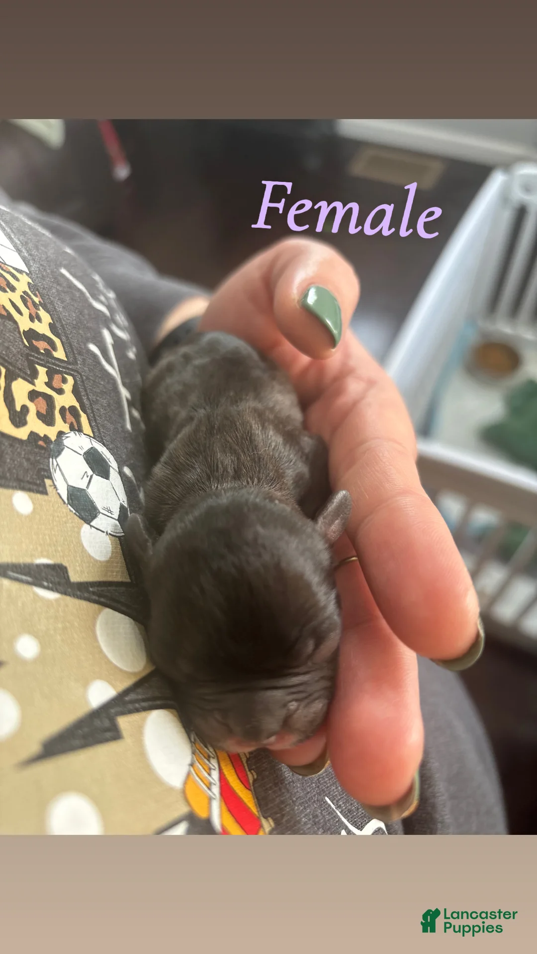 Mixed Breed dogs for sale: Mixed Breed Puppy 2 - Ad 1