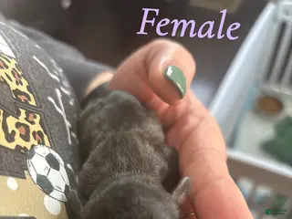 Mixed Breed dogs Mixed Breed Puppy 2 - Ad 22