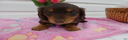 Miniature Dachshund dogs for sale: Miniature Dachshund Puppy 1 Daffney - Ad 5