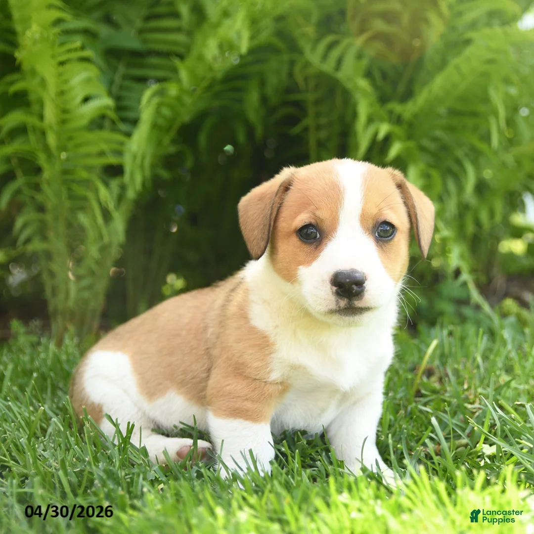 Mixed Breed dogs for sale: Dexter - Ad 1