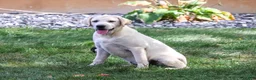 Labrador Retriever dogs for sale: Phineas - Ad 3