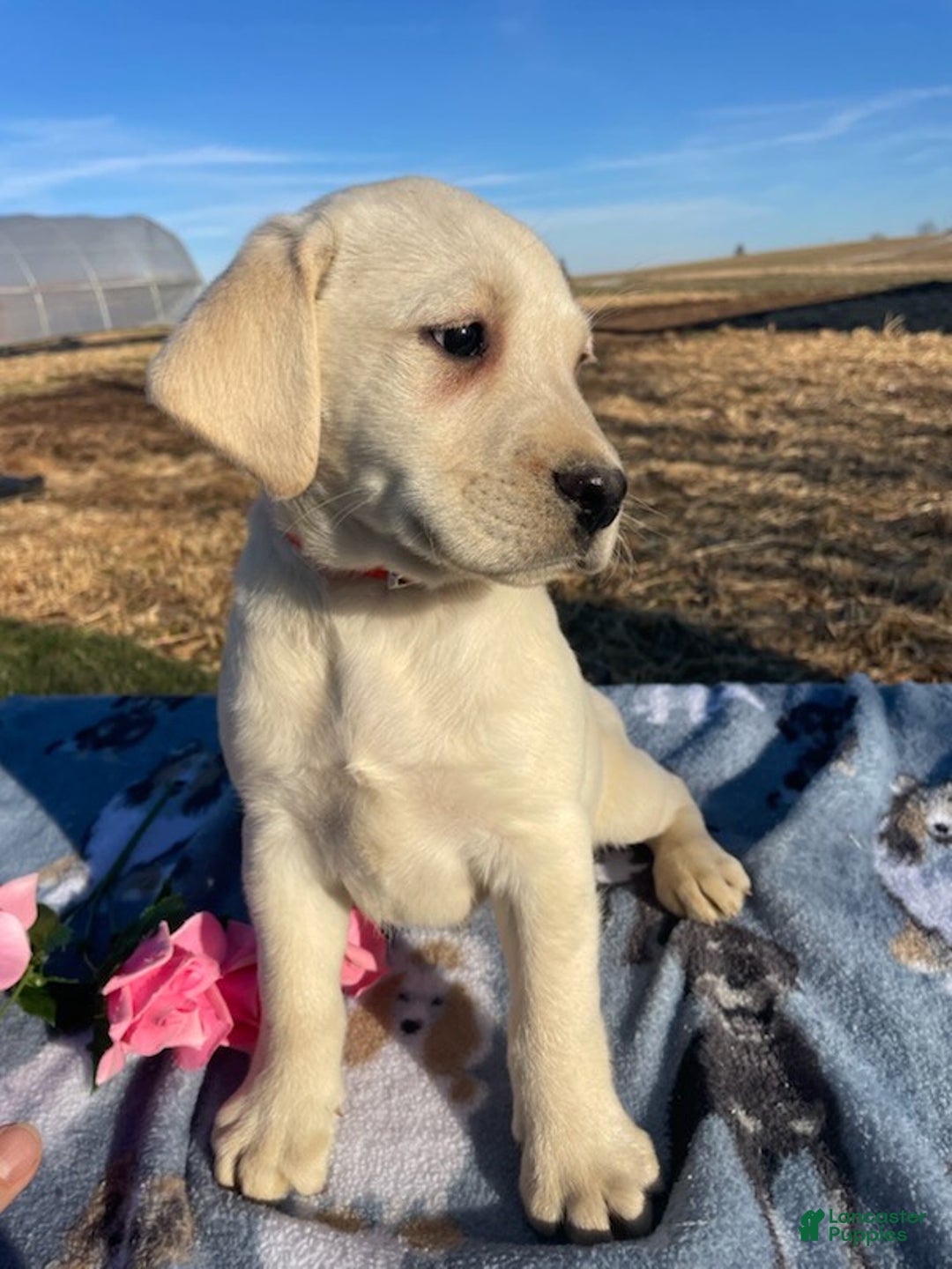 Labrador Retriever dogs for sale: Casper - Ad 4