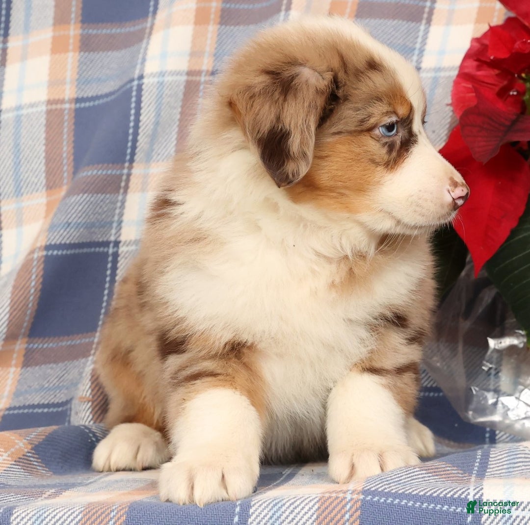 Australian Shepherd dogs for sale: Sailor - Ad 5