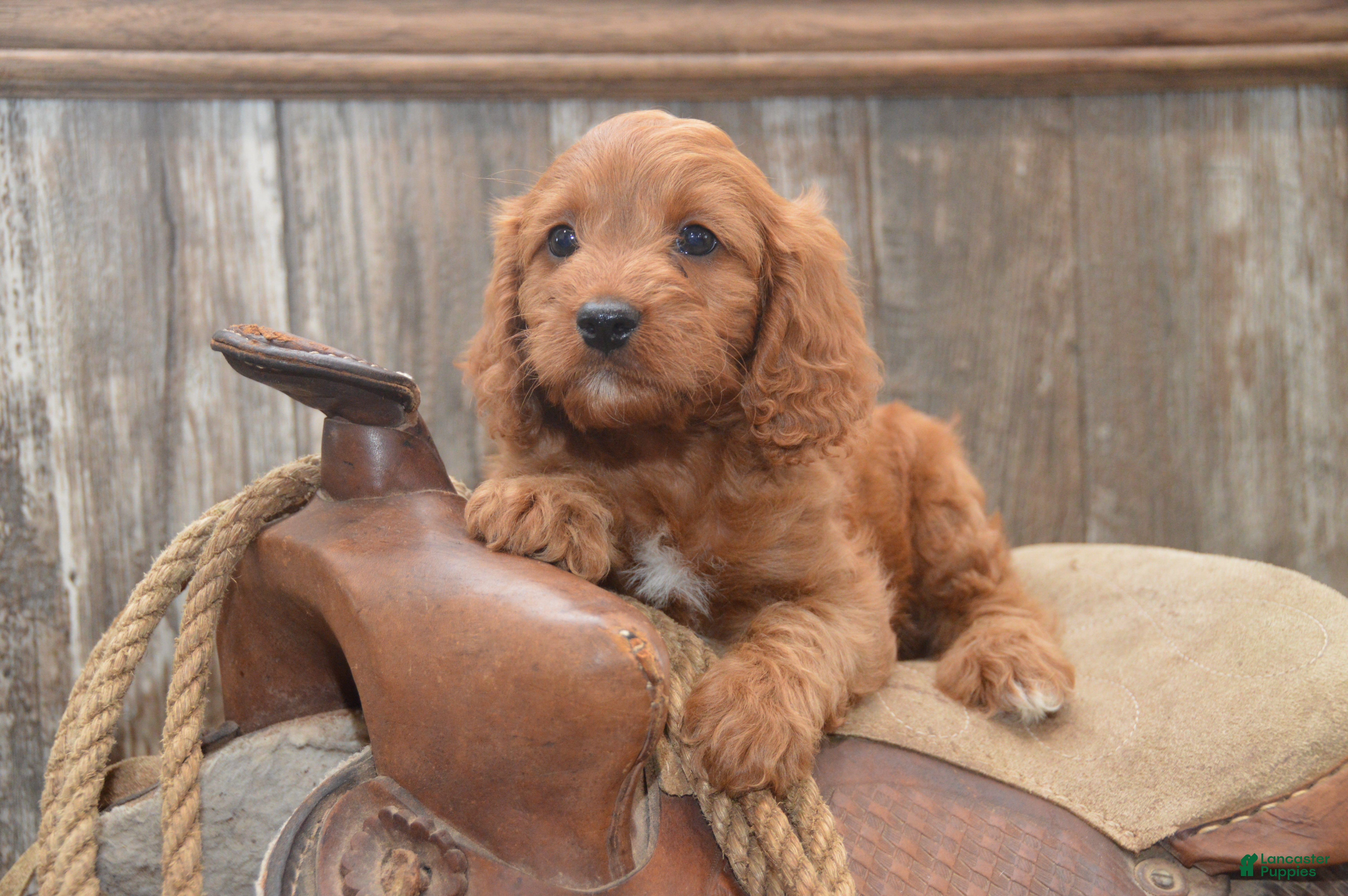 Cavapoo dogs Lakoda - Ad 2