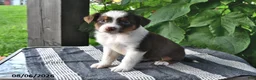 Mixed Breed dogs for sale: River - Ad 1