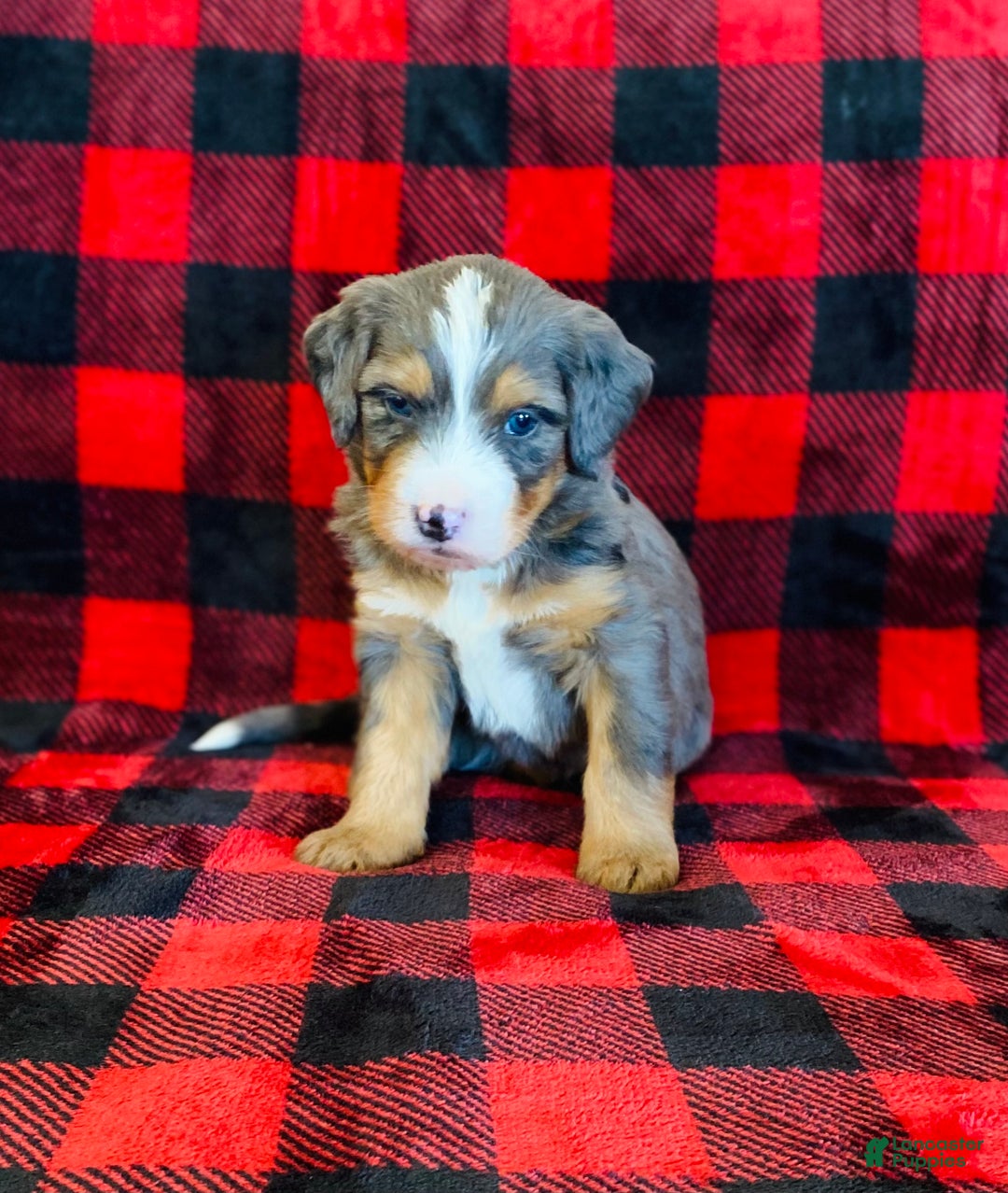 Bernedoodle dogs for sale: Princess - Ad 23