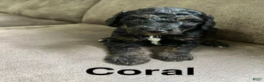 Coral