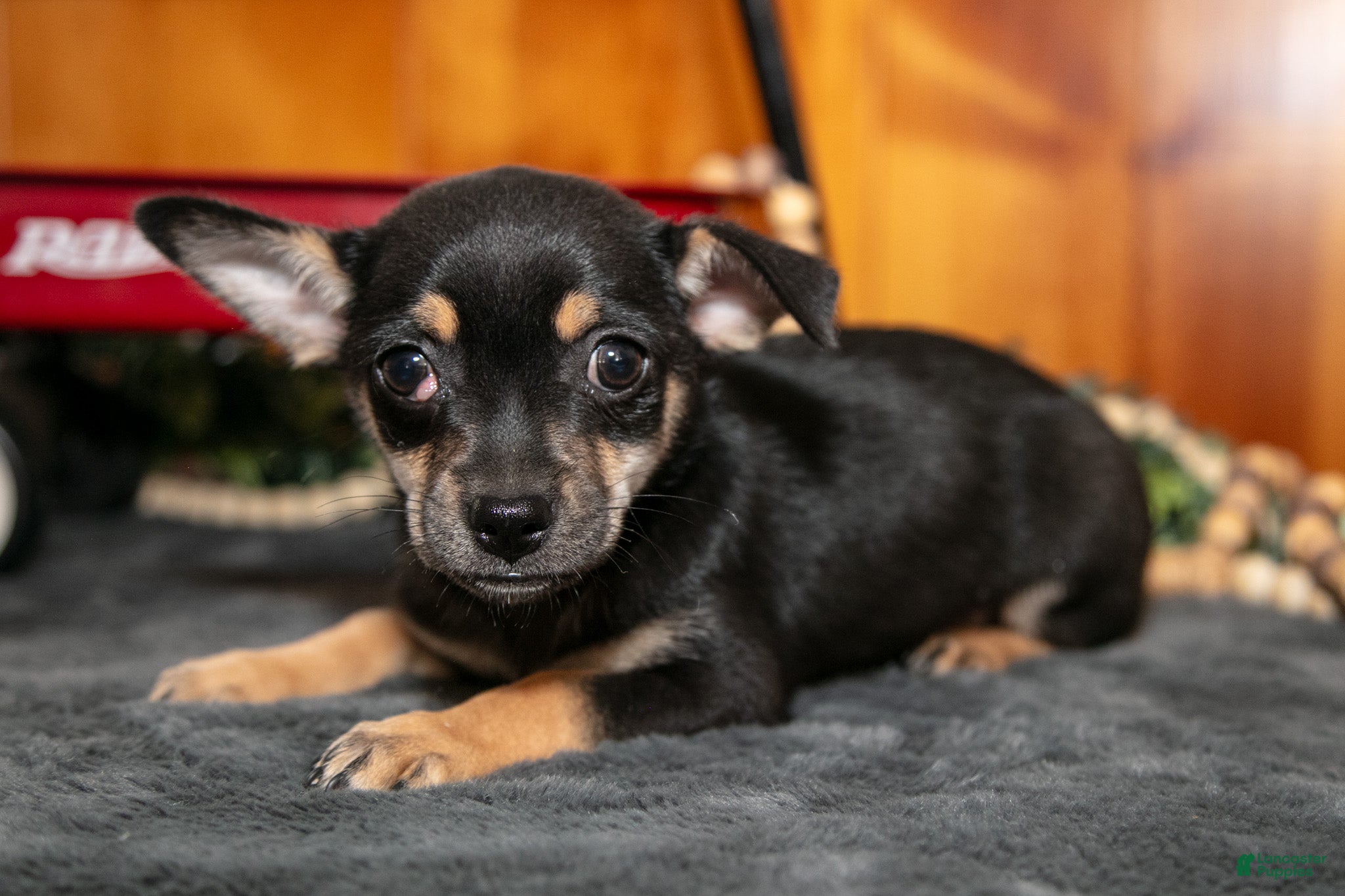 Chihuahua dogs Arnie - Ad 2