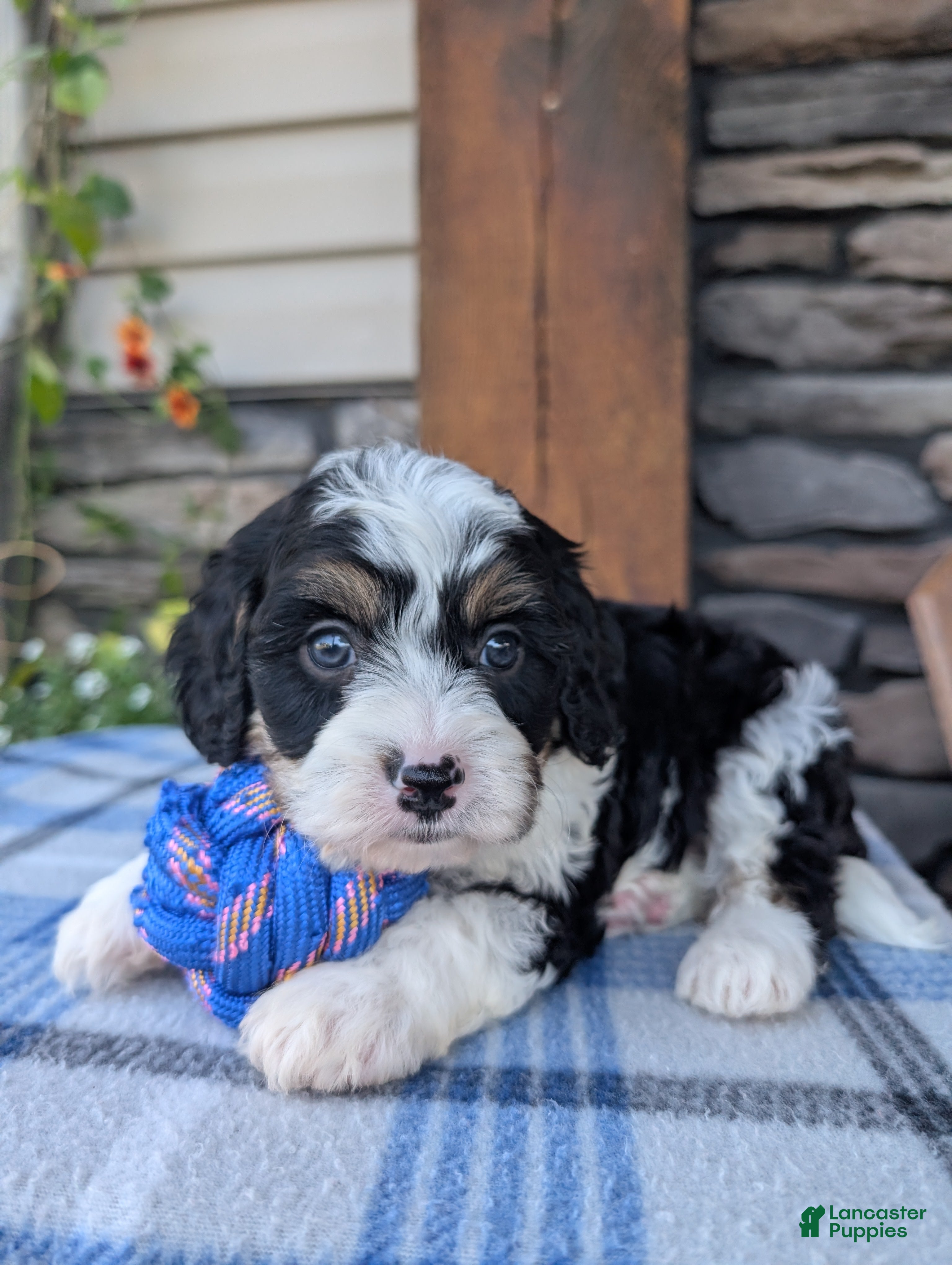 Cavapoo dogs Tommy  - Ad 2
