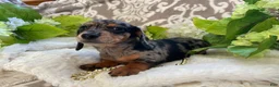 Miniature Dachshund dogs for sale: Elsie - Ad 20