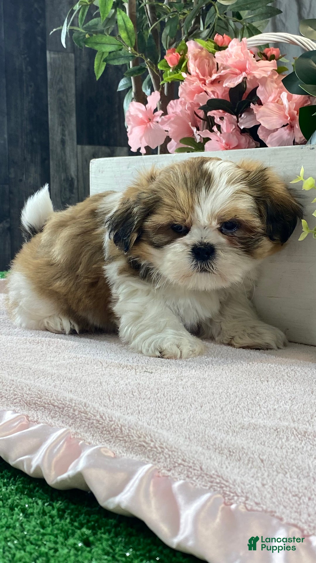 Mixed Breed dogs for sale: Olive  - Ad 2