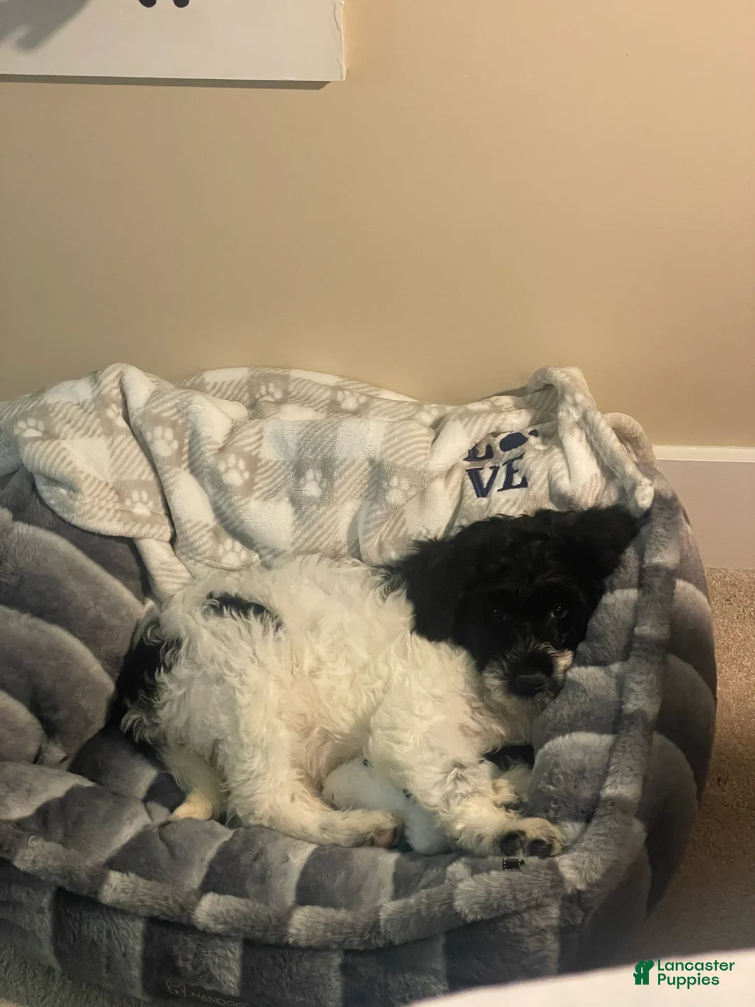 Goldendoodle dogs for sale: Goldendoodle Puppy(Riley) - Ad 1