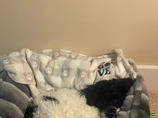 Goldendoodle dogs Goldendoodle Puppy(Riley) - Ad 20