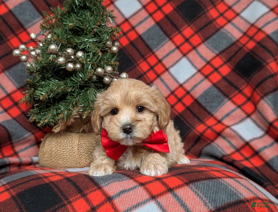 Maltipoo dogs for sale: Zaden 8 lbs Full Grown - Ad 6