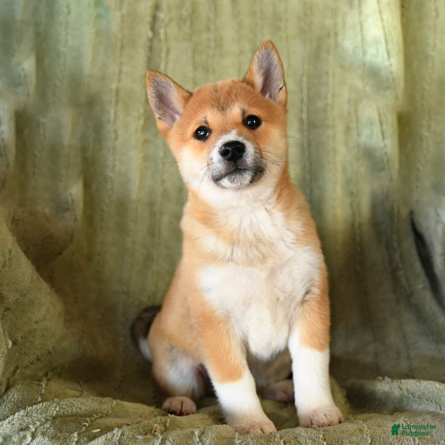 Mixed Breed dogs Sharkey - Ad 2