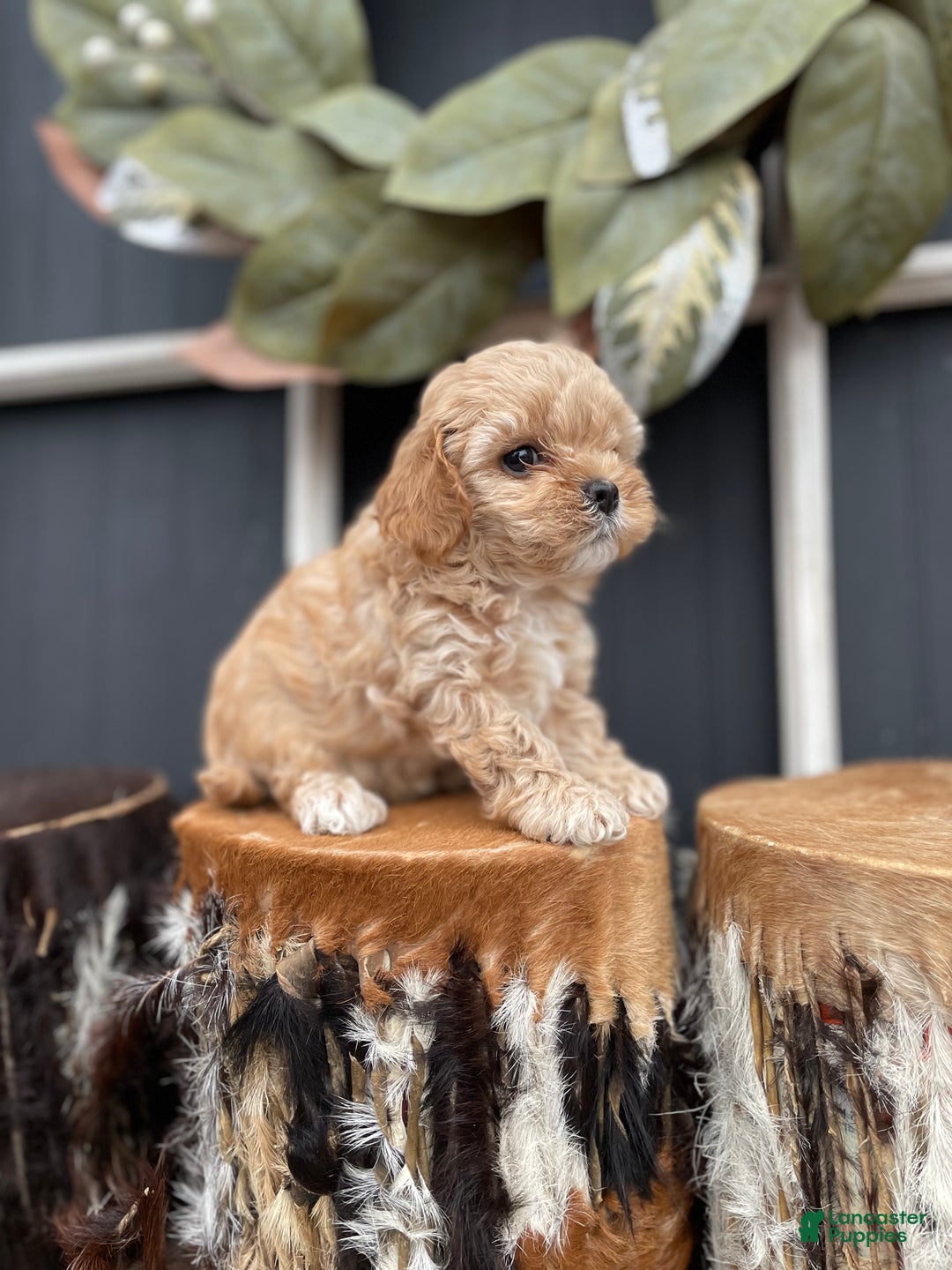 Cavapoo dogs for sale: Buddy - Ad 3