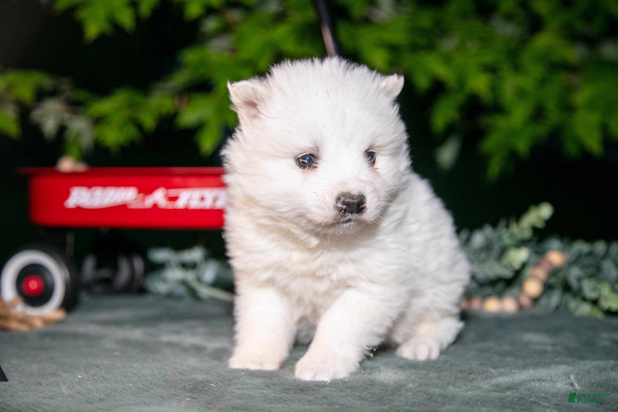 American Eskimo dogs Icee - Ad 1
