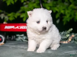 American Eskimo dogs for sale: Icee - Ad 1