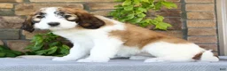 Saint Berdoodles dogs for sale: Amber - Ad 5