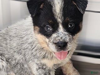 Australian Cattle Dog dogs - Ad 21