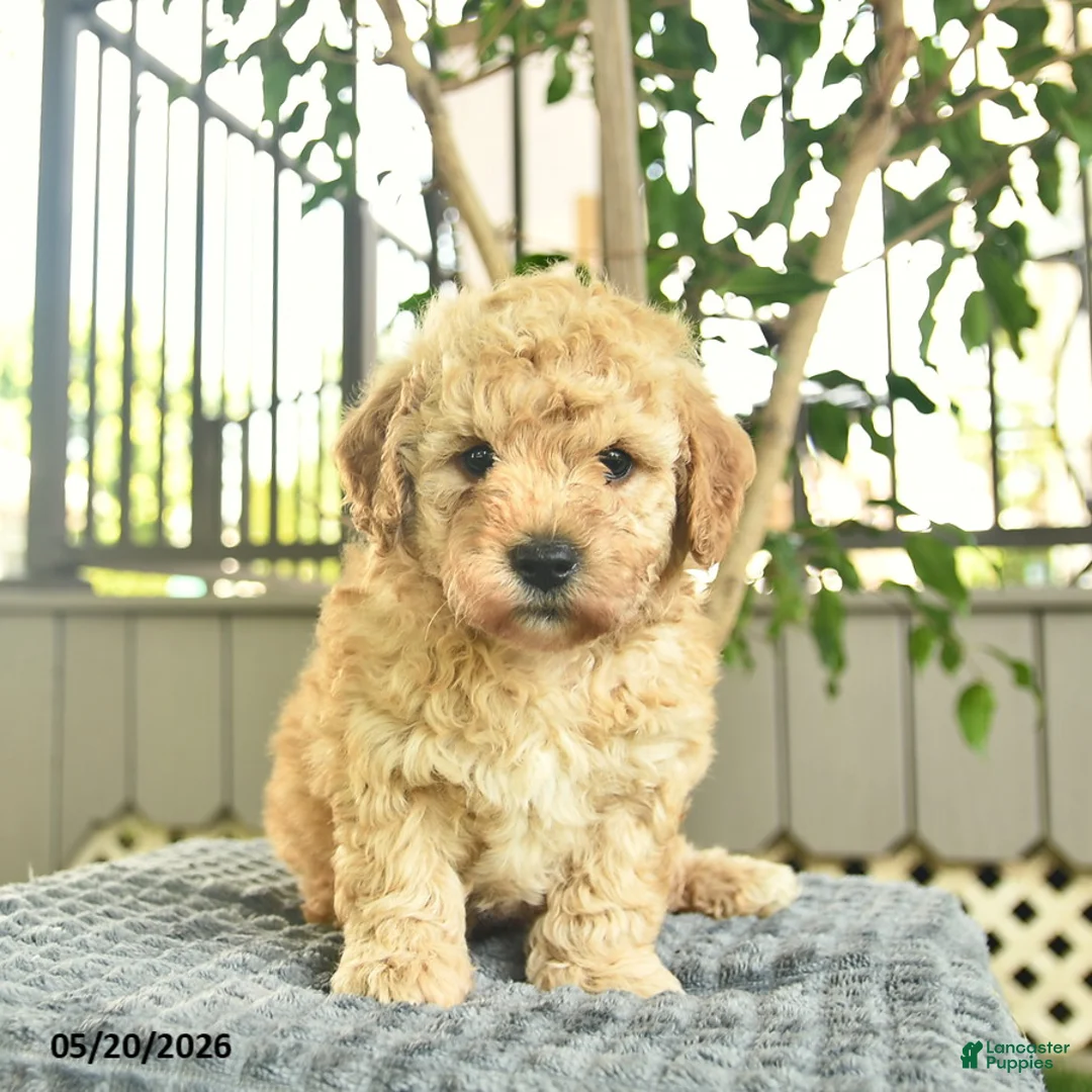 Mini Goldendoodle dogs for sale: Apollo  - Ad 1