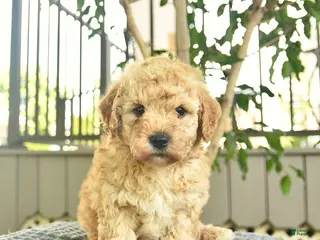 Mini Goldendoodle dogs for sale: Apollo - Ad 1