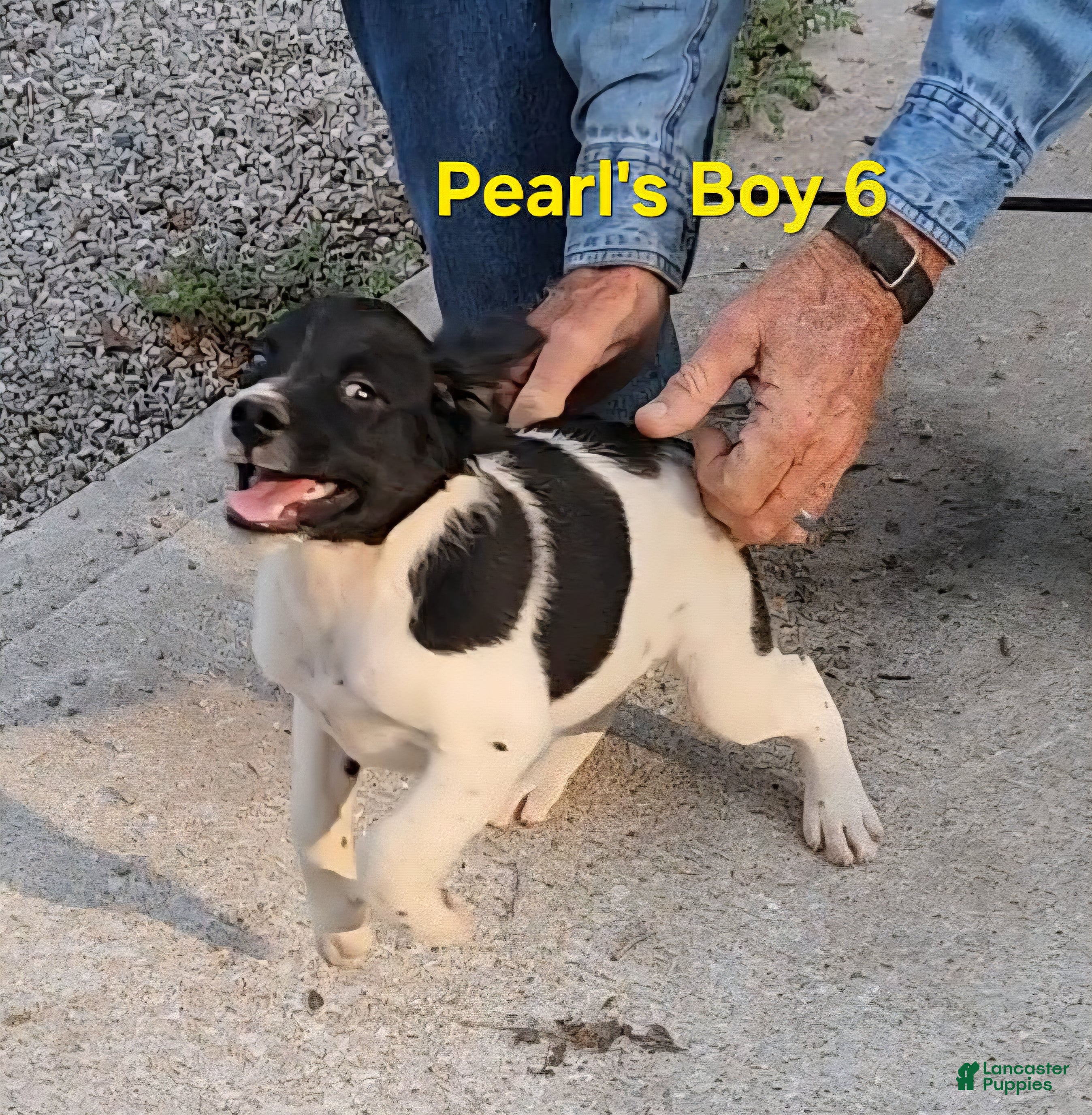 Brittany Spaniel dogs AKC/UKC French Brittany boy 6 - Ad 1