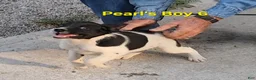 Brittany Spaniel dogs for sale: AKC/UKC French Brittany boy 6 - Ad 1