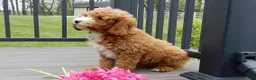 Cavapoo dogs for sale: Lulu - Ad 5