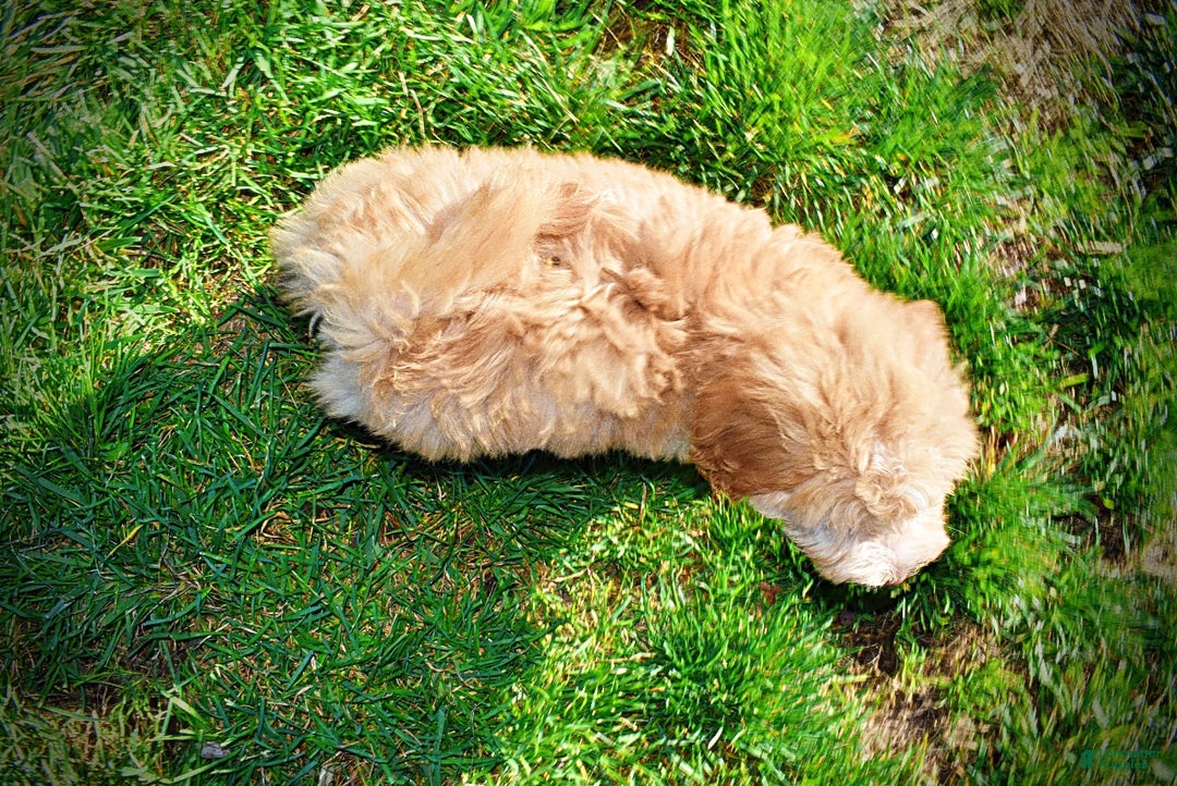 Havapoo dogs for sale: Ringo - Ad 13