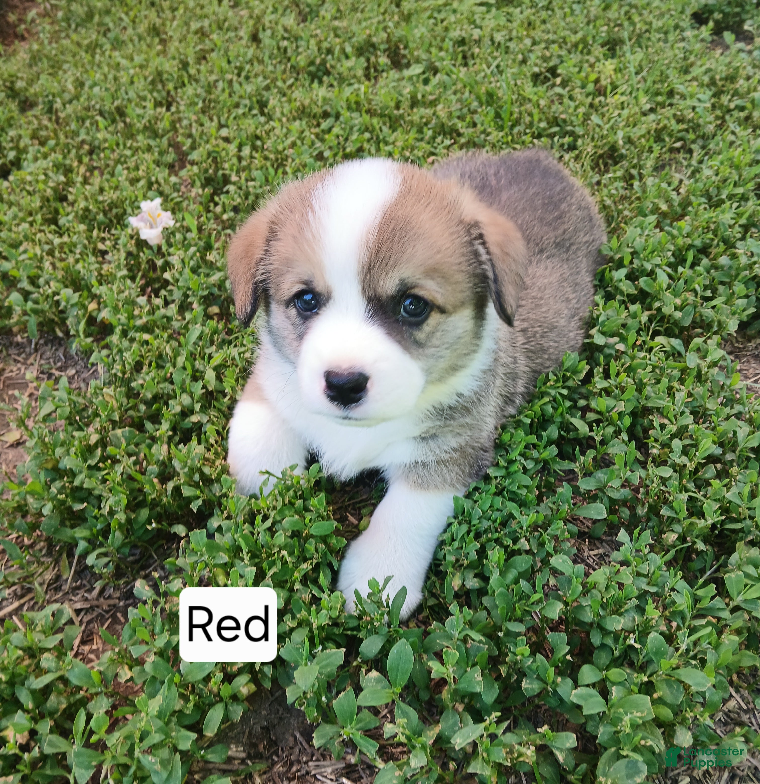 Welsh Corgi Pembroke dogs BUCK - Ad 1