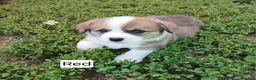 Welsh Corgi Pembroke dogs for sale: BUCK - Ad 1