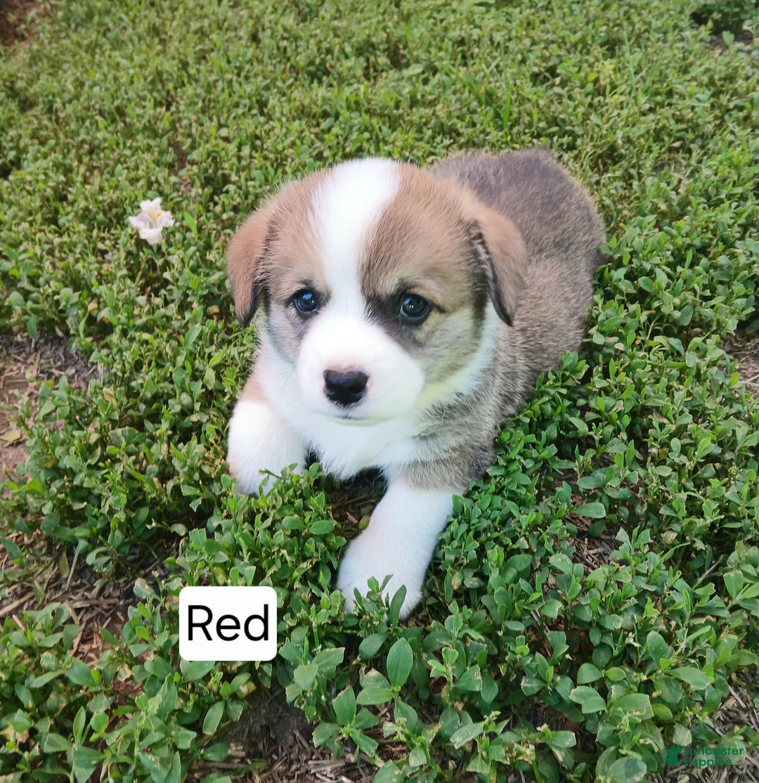Welsh Corgi Pembroke dogs for sale: BUCK - Ad 1