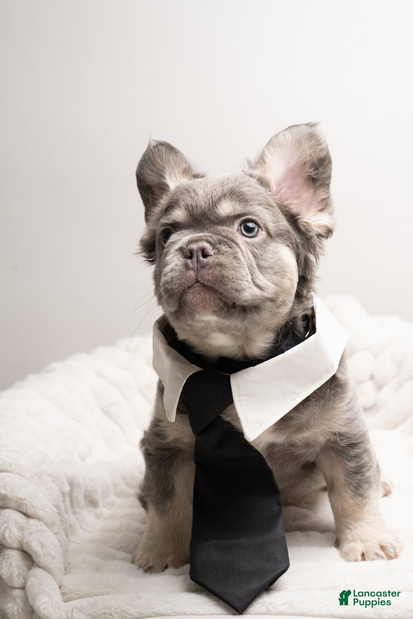 French Bulldog dogs MANGO - Ad 1
