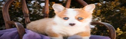 Welsh Corgi Pembroke dogs for sale: Elsa - Ad 4