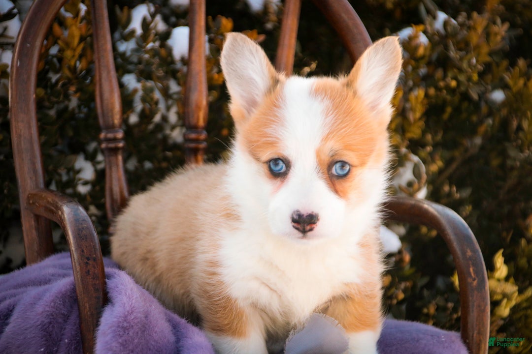 Welsh Corgi Pembroke dogs for sale: Elsa - Ad 4
